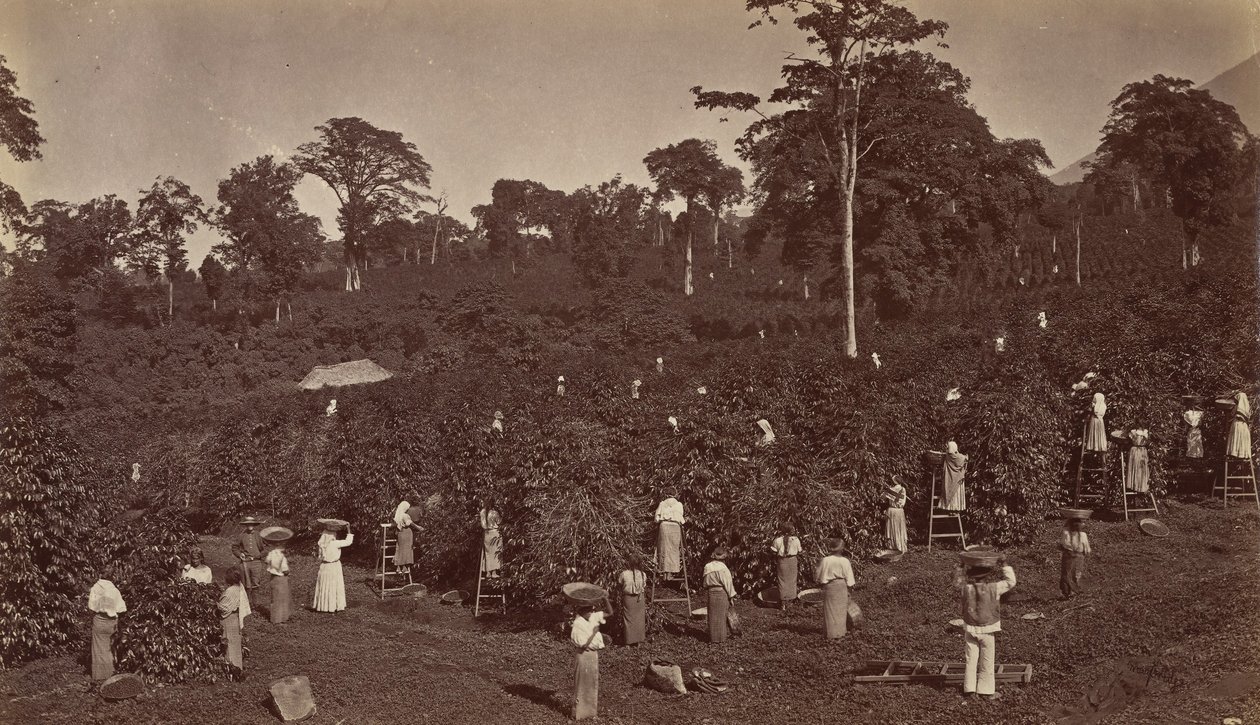 Raccolta del caffè, Las Nubes-Guatemala, 1875 da Eadweard Muybridge