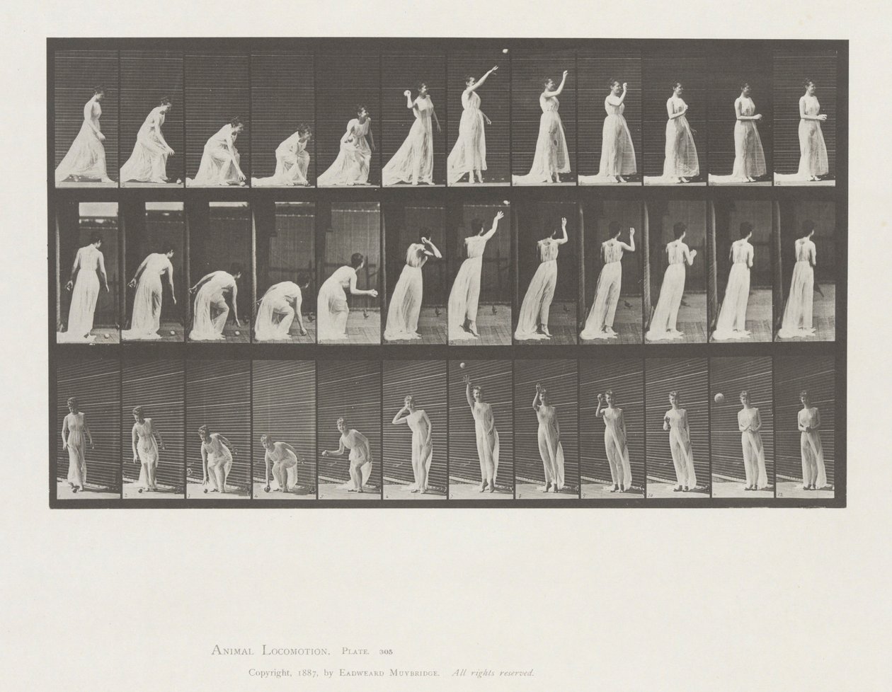 Locomozione animale, Tavola 305 da Eadweard Muybridge