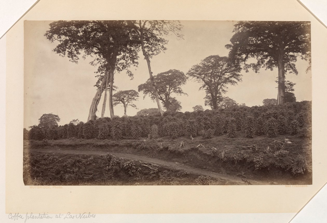 Piantagione di caffè a Las Nubes, Guatemala da Eadweard Muybridge