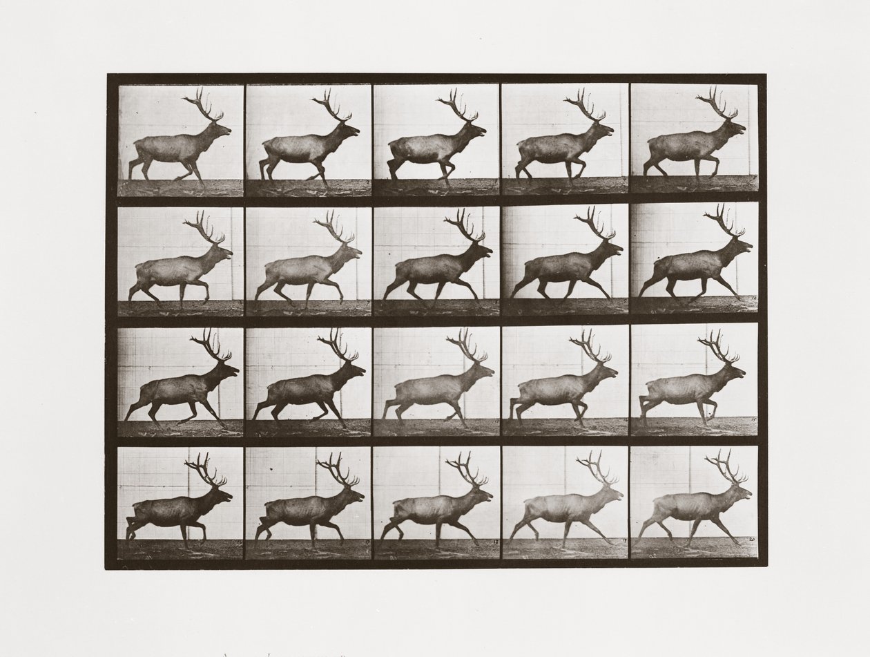 Alce, Tavola 692 da Animal Locomotion, 1887 da Eadweard Muybridge