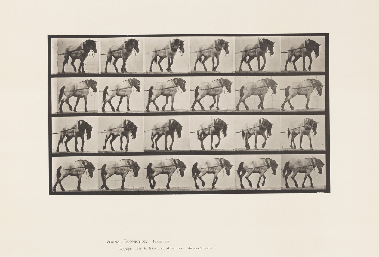 Trainare; Cavallo Belga Grigio Scuro Hansel, 1885 da Eadweard Muybridge