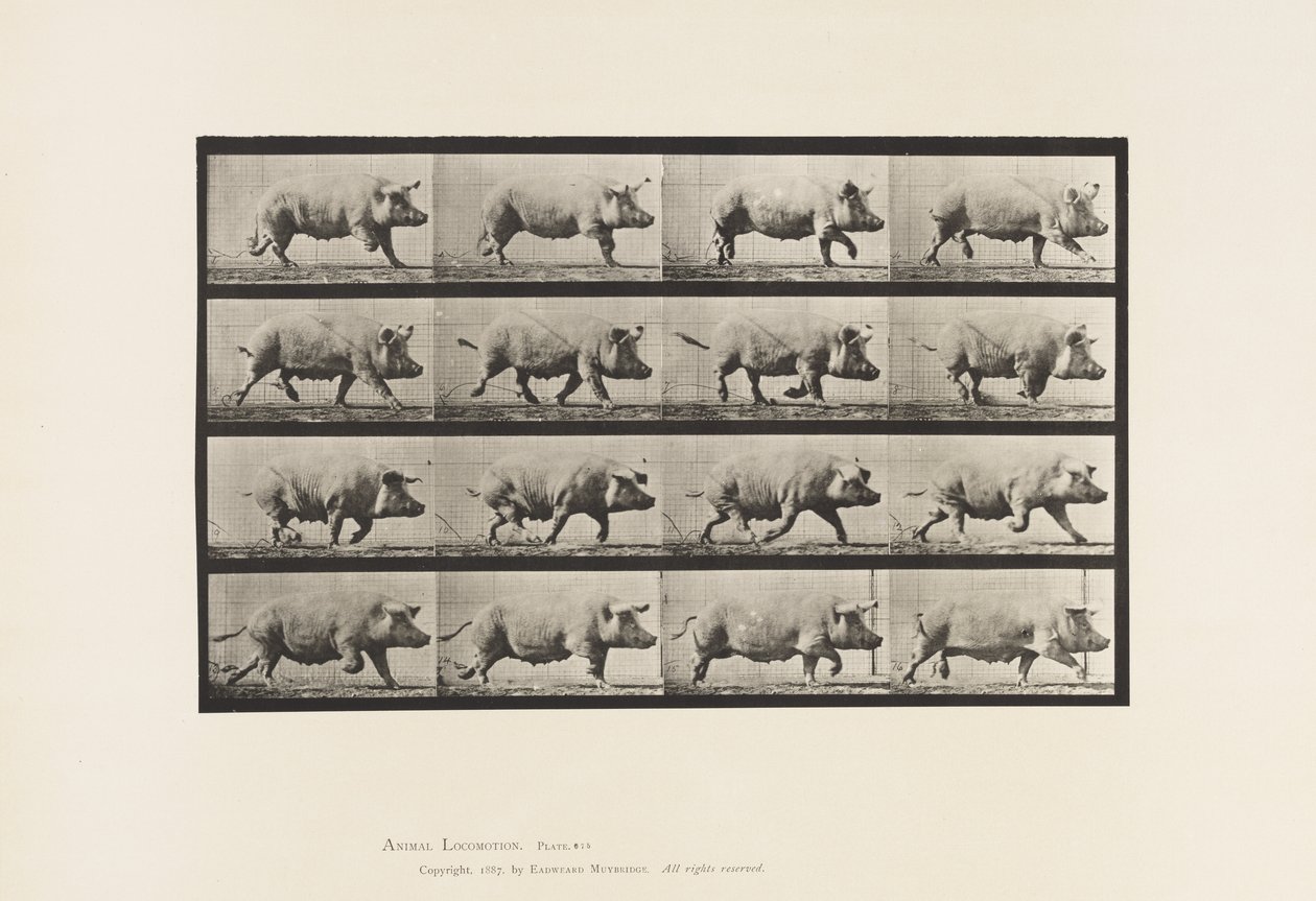 Tavola 675. Scrofa; Trotto da Eadweard Muybridge