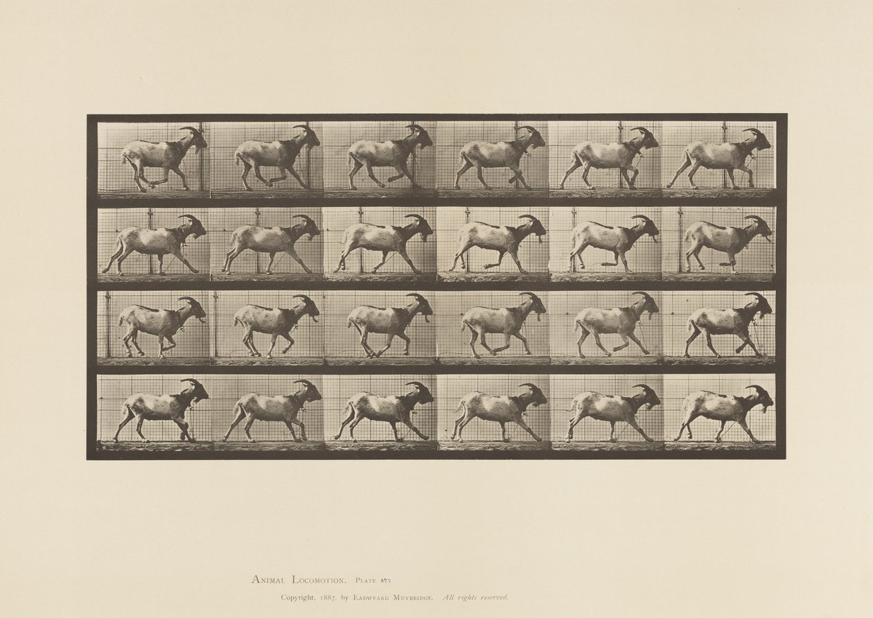 Tavola 679. Capra; Galoppo da Eadweard Muybridge