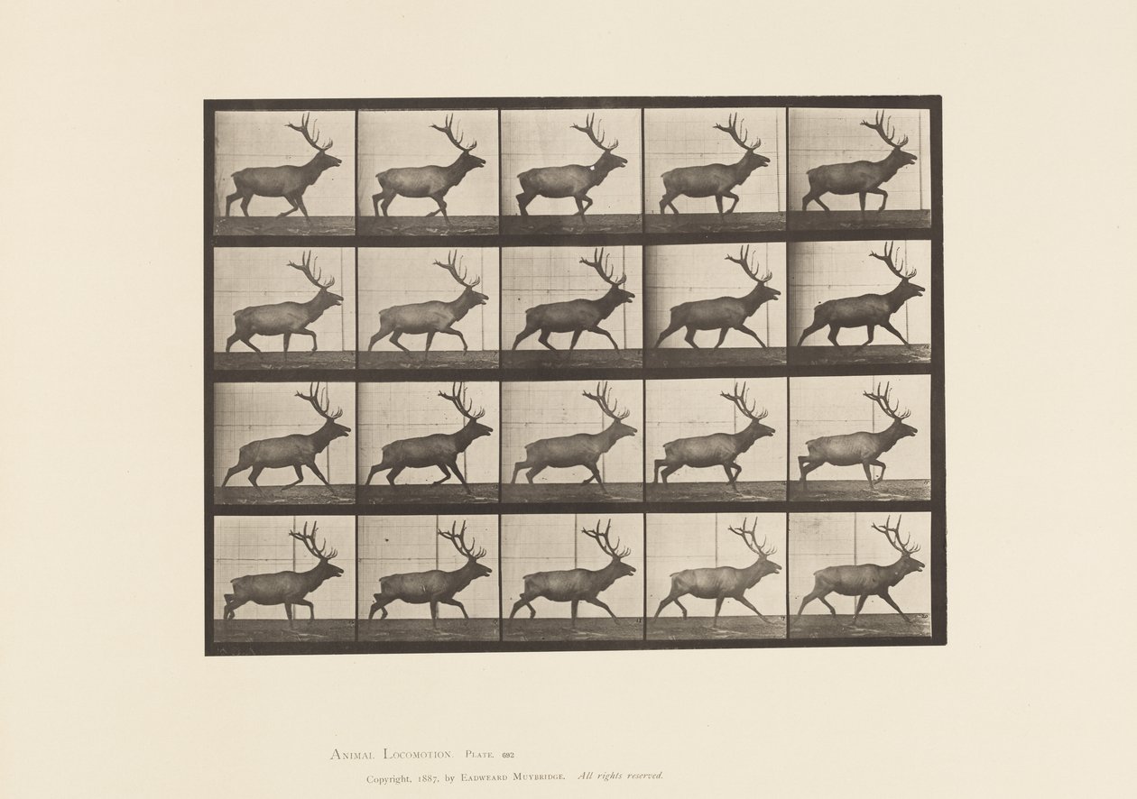 Tavola 692. Alce, Trotterellando da Eadweard Muybridge