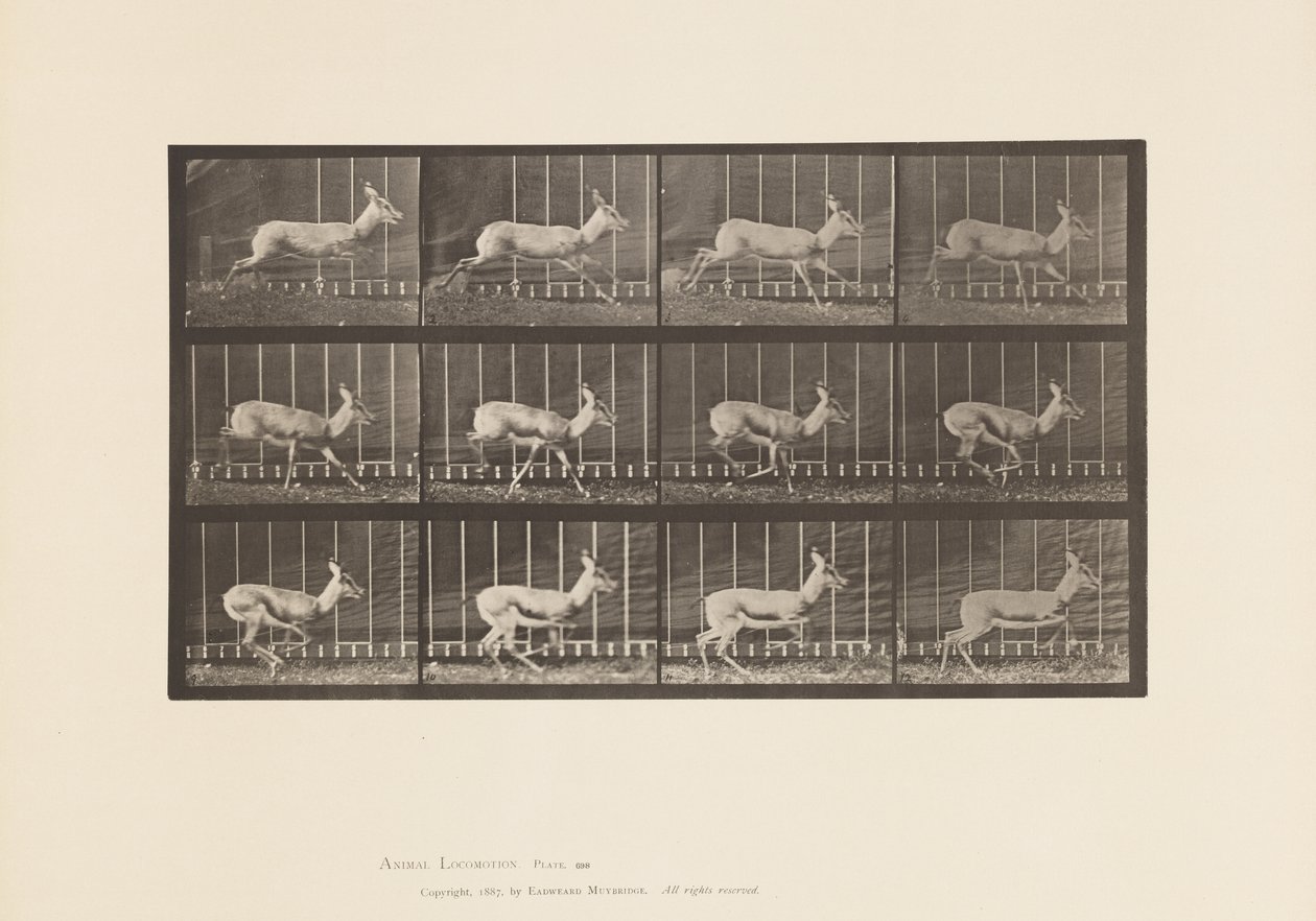 Tavola 698. Antilope; Galoppo da Eadweard Muybridge