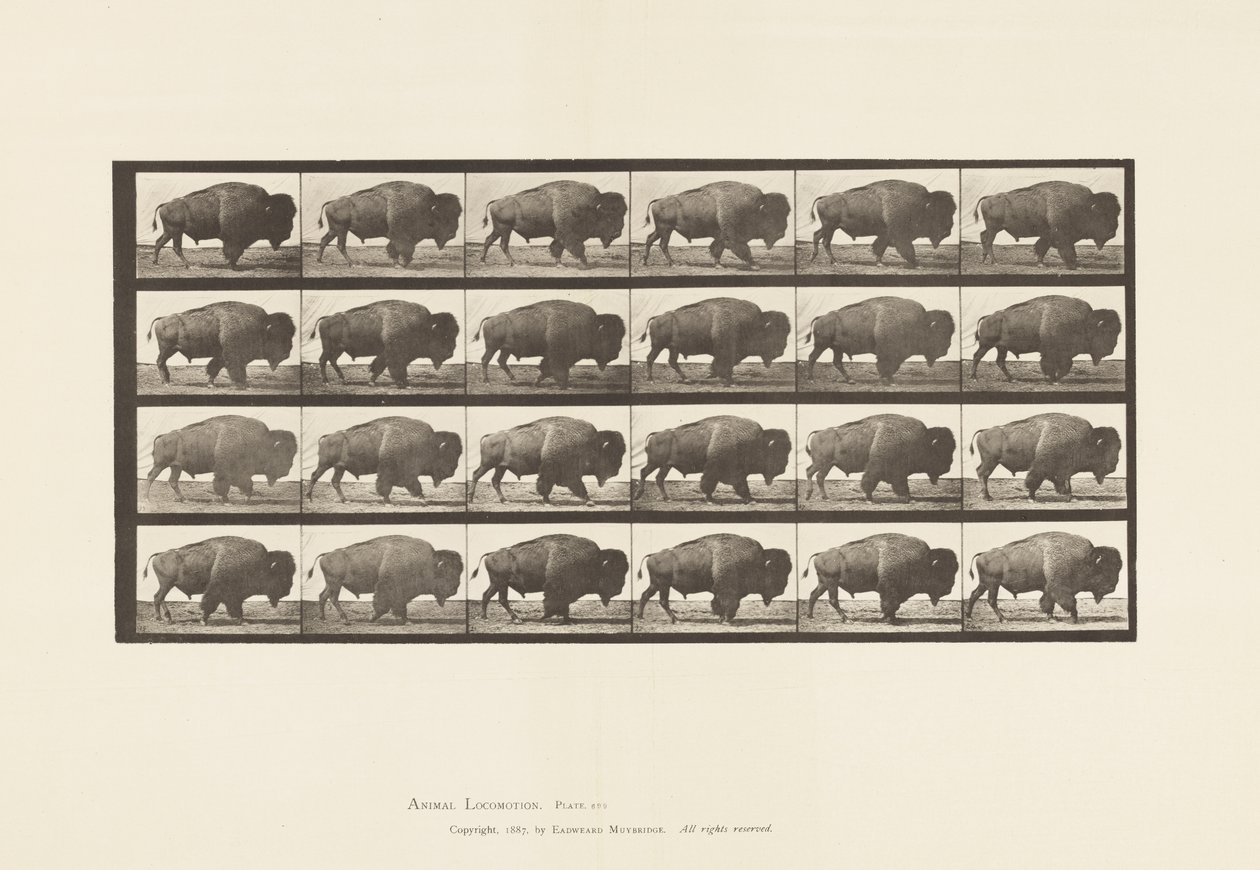 Piastra 699. Bufalo; camminando da Eadweard Muybridge