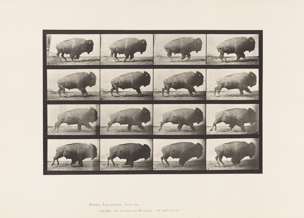 Piastra 700. Bufalo; al galoppo da Eadweard Muybridge