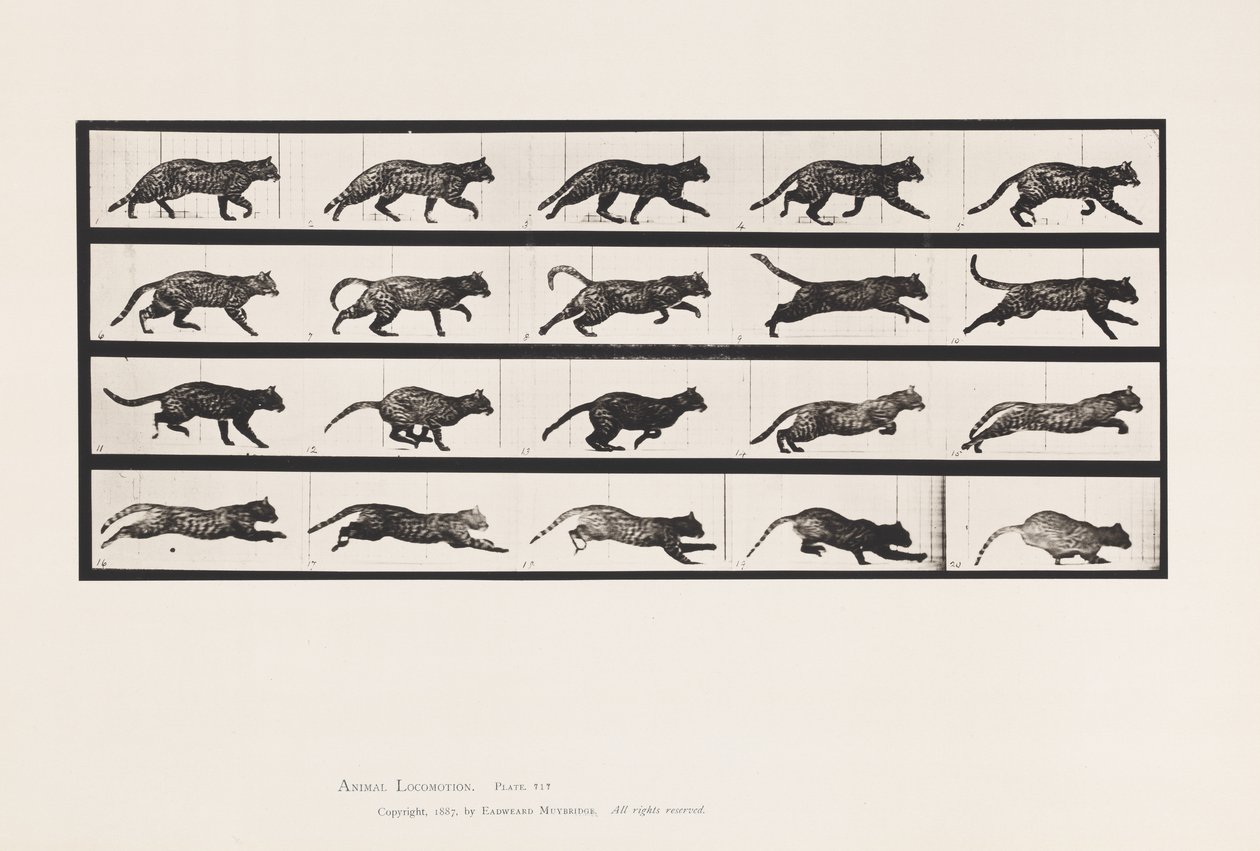 Tavola 717. Gatto; Trotto; Cambio a Galoppo da Eadweard Muybridge