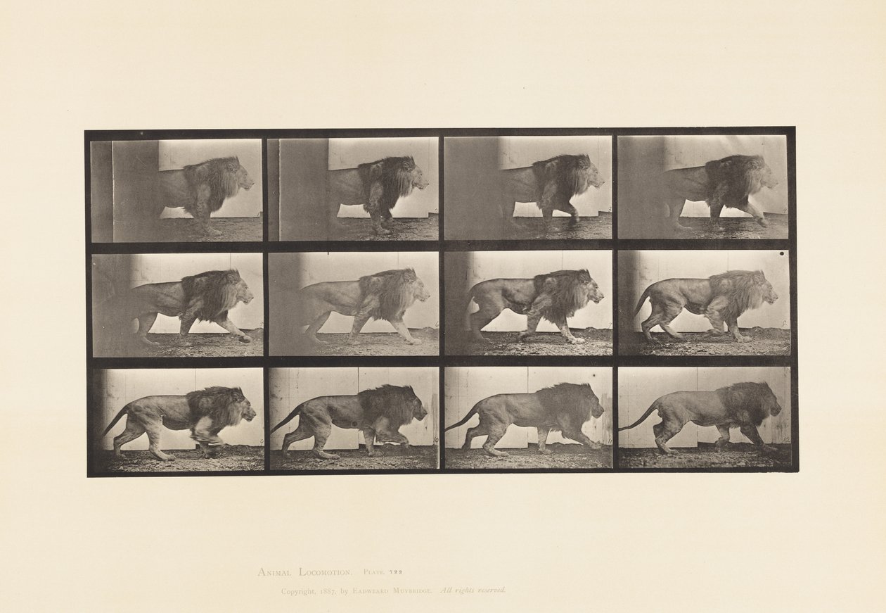 Tavola 722. Leone; Camminata da Eadweard Muybridge