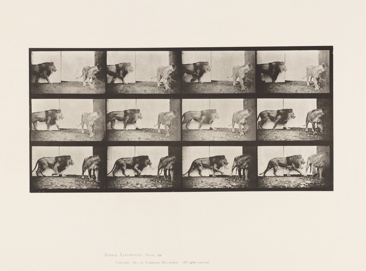Tavola 726. Leone e Leonessa; Camminando da Eadweard Muybridge