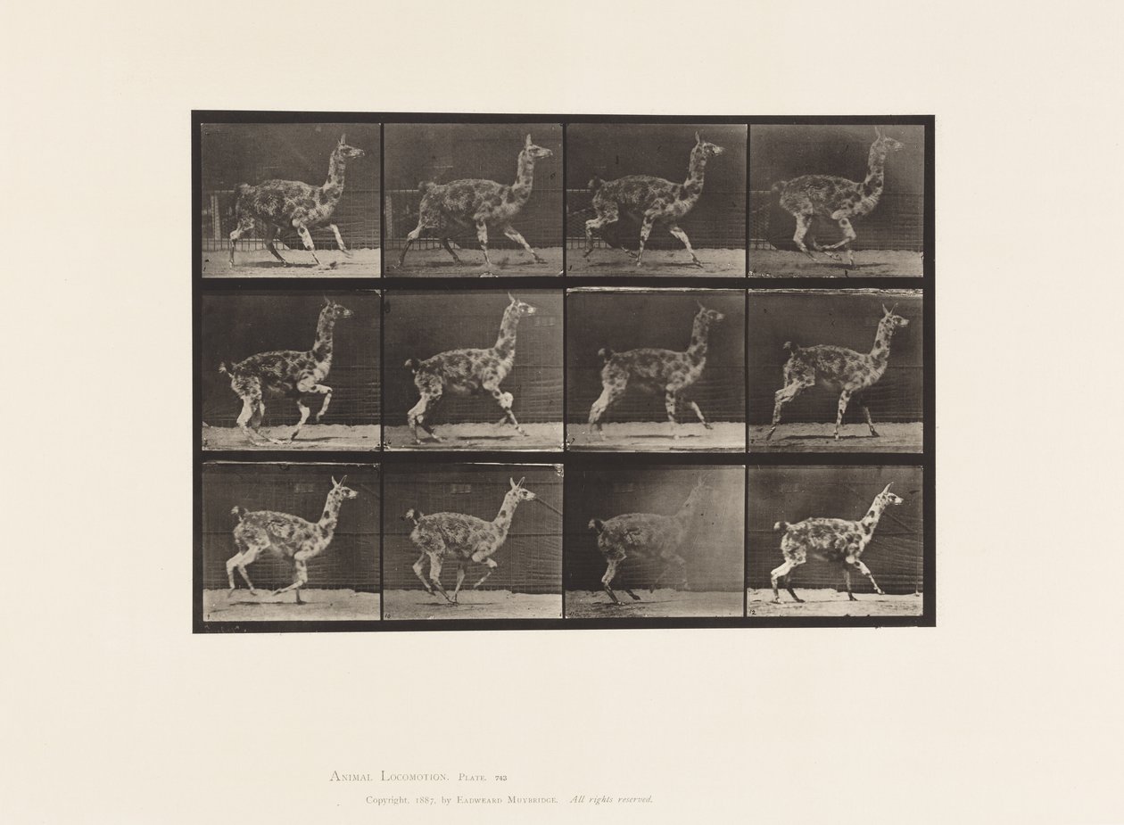 Piastra 743. Guanaco; al galoppo da Eadweard Muybridge