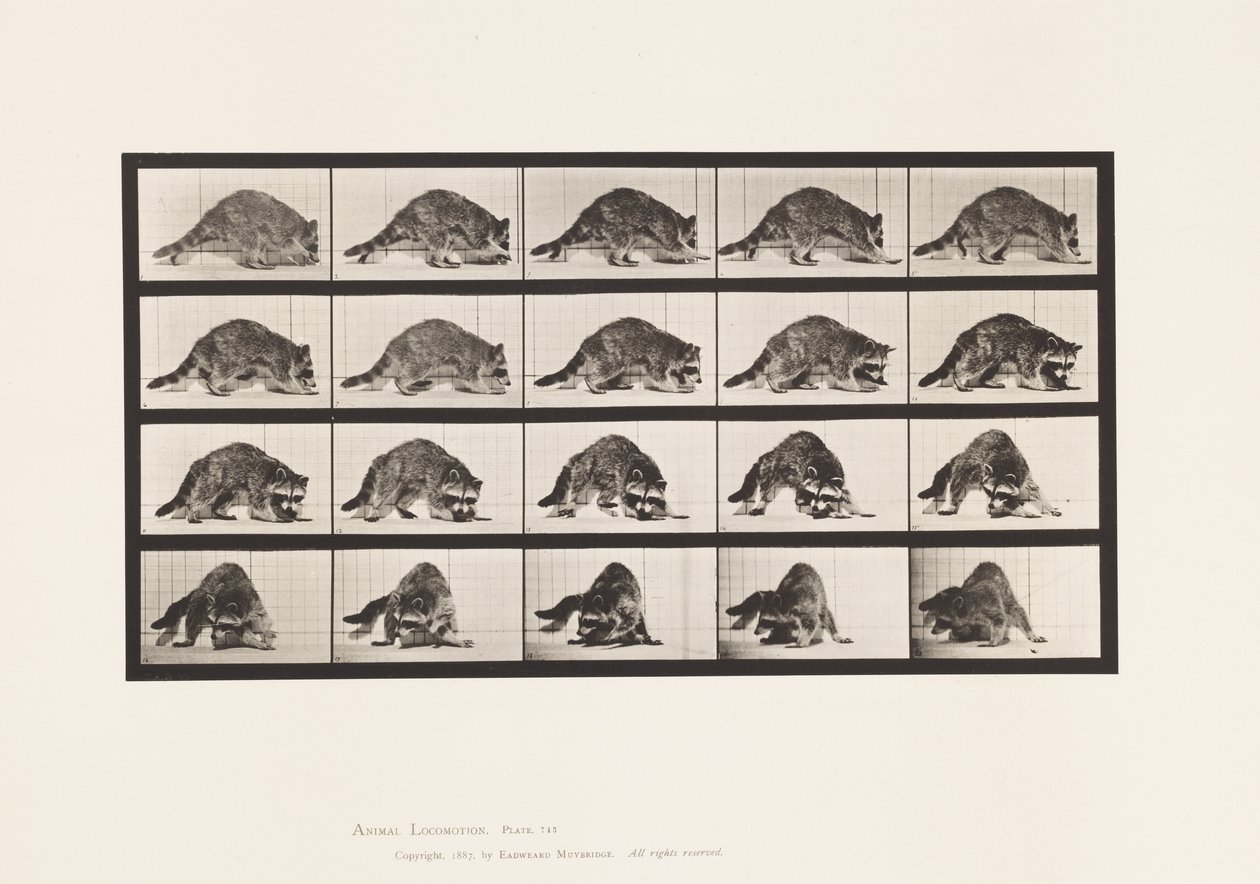 Tavola 745. Procione; Camminata; e girarsi da Eadweard Muybridge