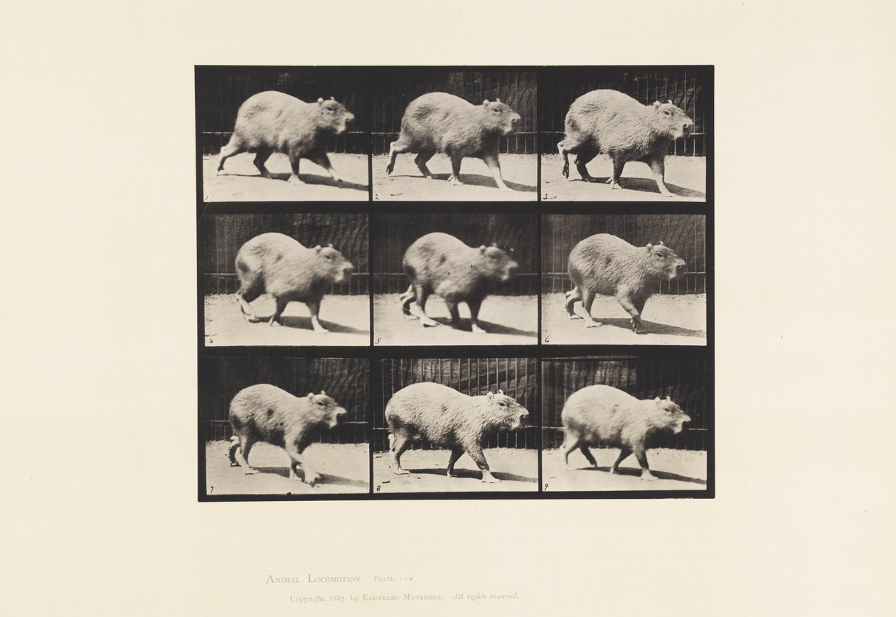 Tavola 746. Capibara; Camminando da Eadweard Muybridge