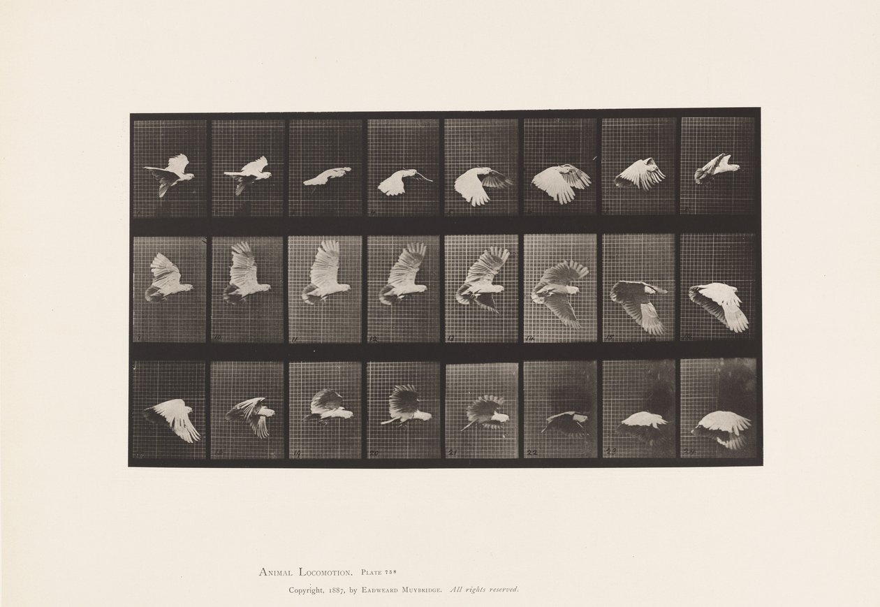 Tavola 758. Cacatua; Volo da Eadweard Muybridge