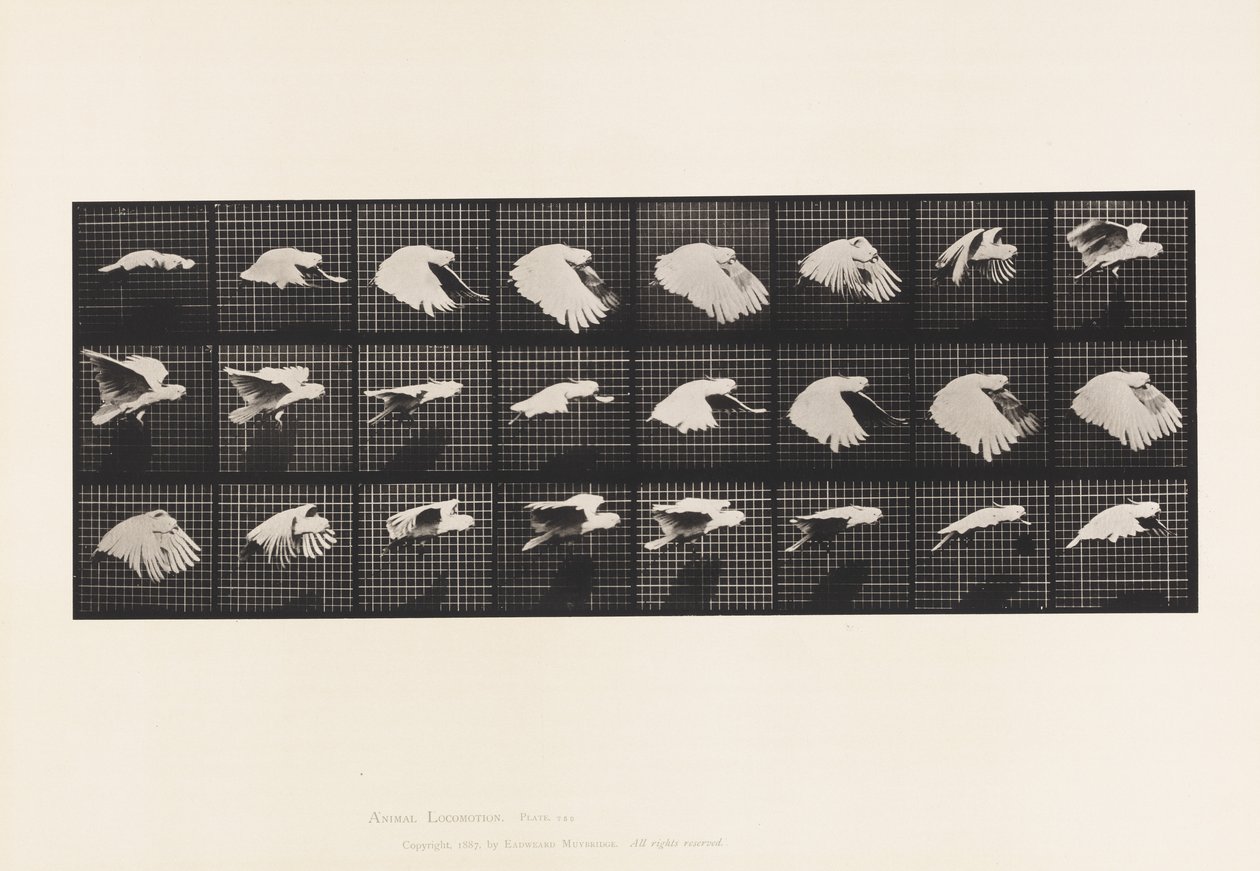 Tavola 759. Cacatua; Volo da Eadweard Muybridge