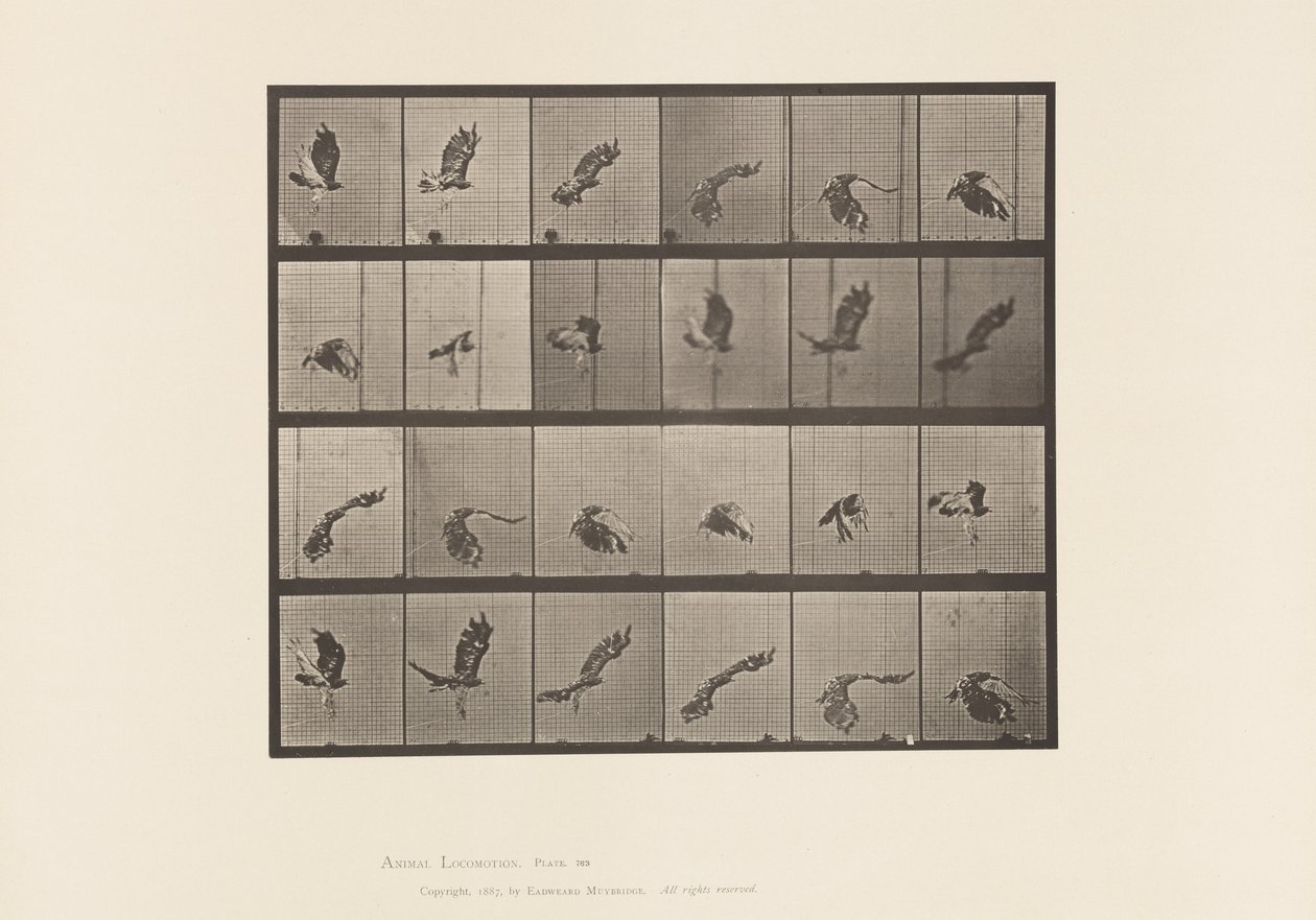 Tavola 763. Falco dalla Coda Rossa; Volo da Eadweard Muybridge