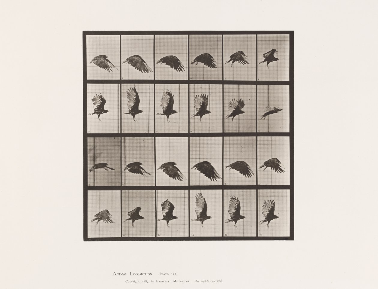 Tavola 765. Avvoltoio; Volando da Eadweard Muybridge