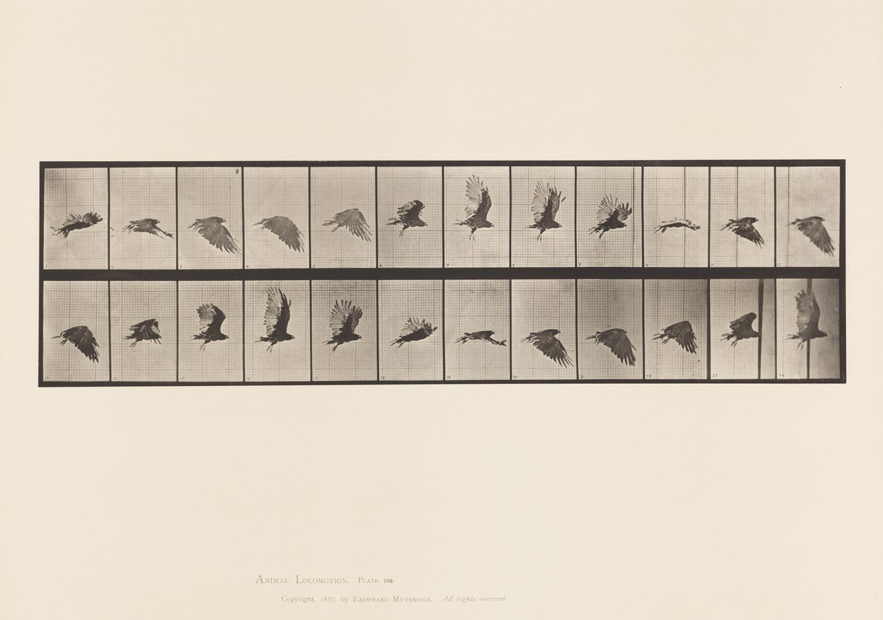 Tavola 766. Avvoltoio; Volando da Eadweard Muybridge