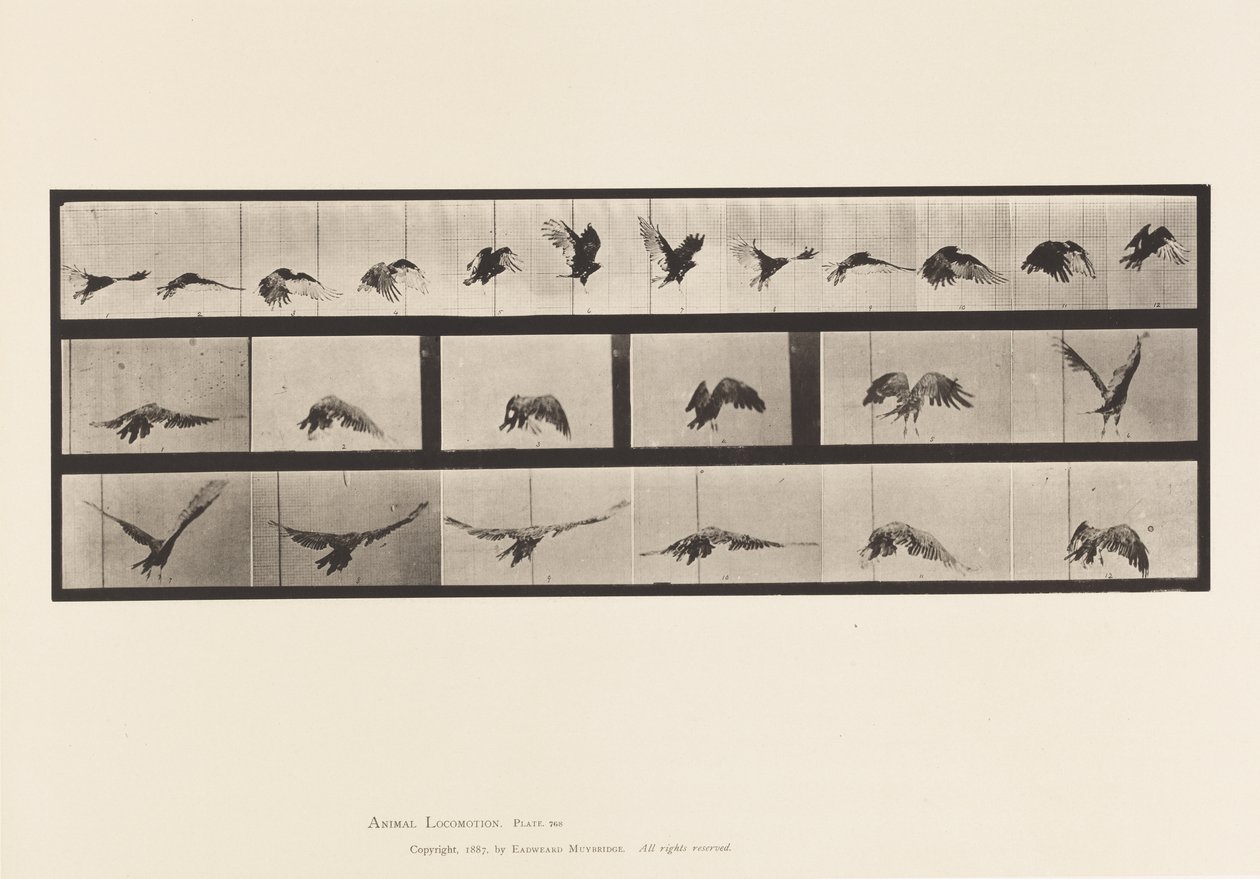 Tavola 768. Avvoltoio; Volo da Eadweard Muybridge