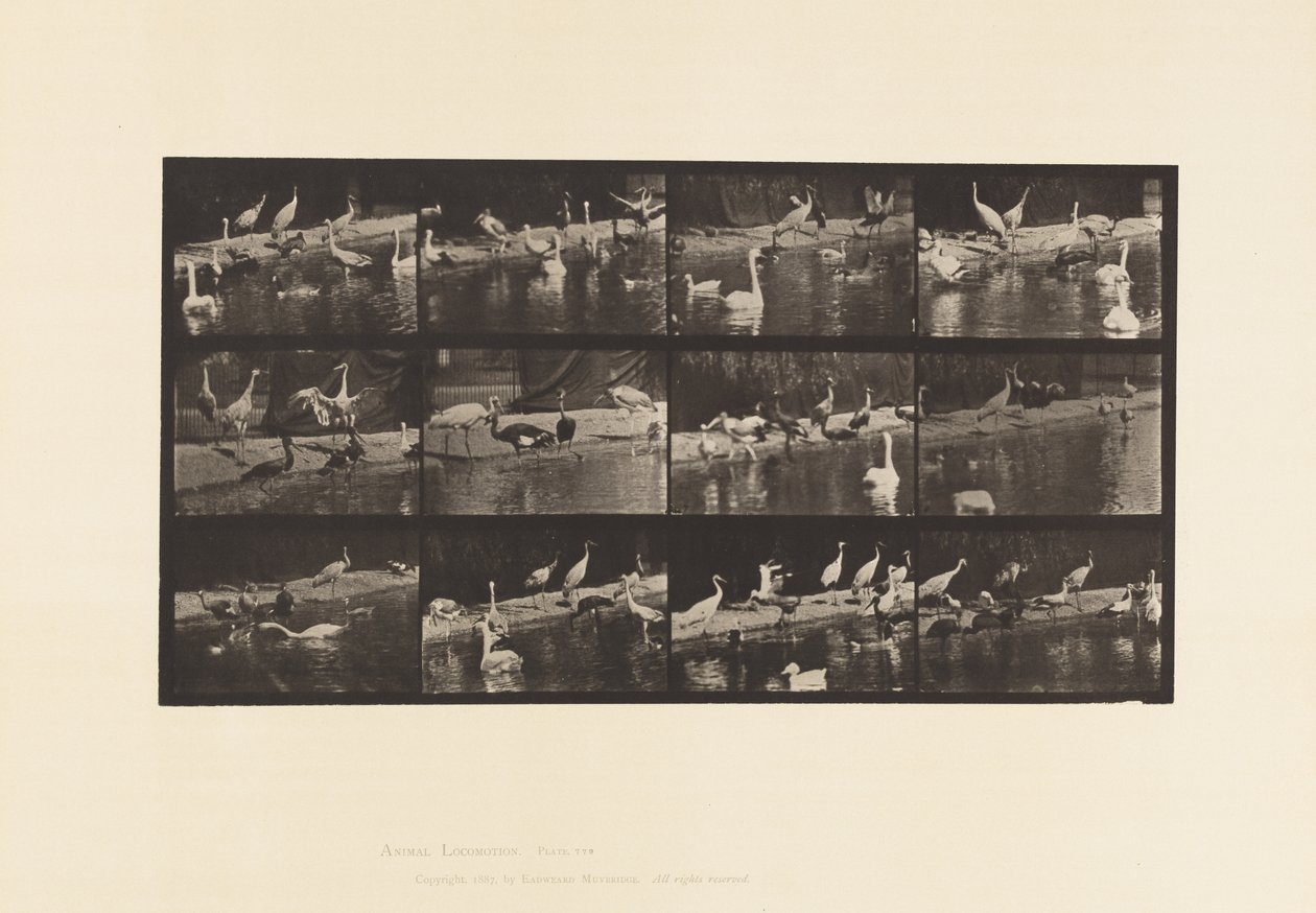 Tavola 779. Cicogne; Cigni, ecc. da Eadweard Muybridge