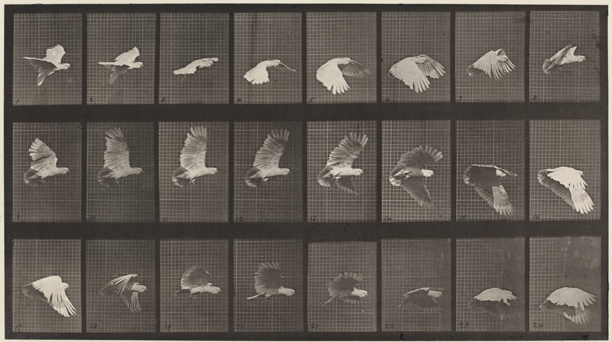 Tavola numero 758. Cacatua in volo da Eadweard Muybridge