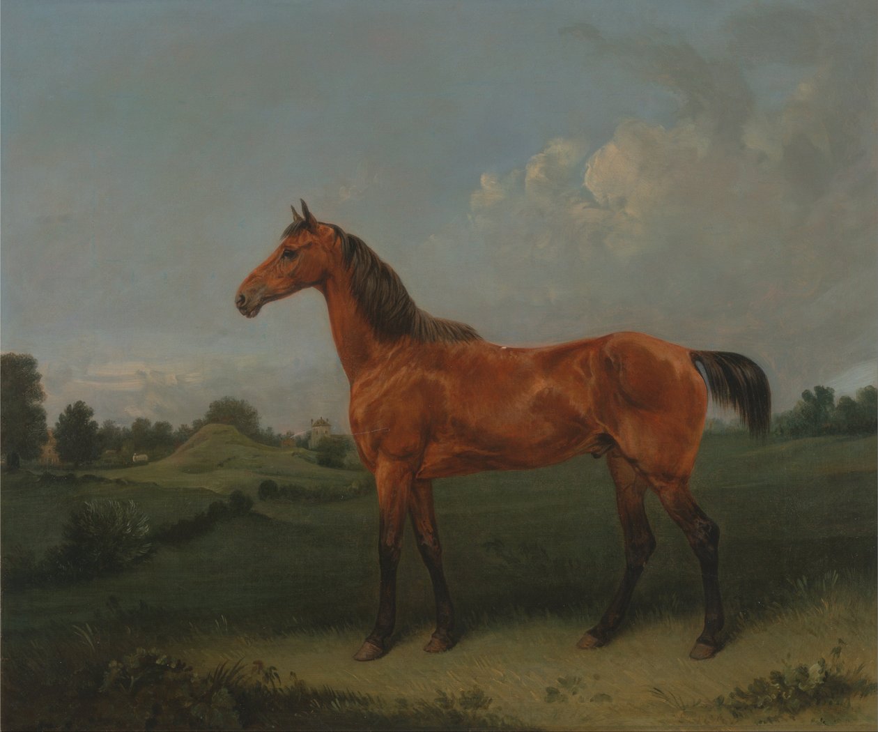 Cavallo baio in un campo da Edmund Bristow