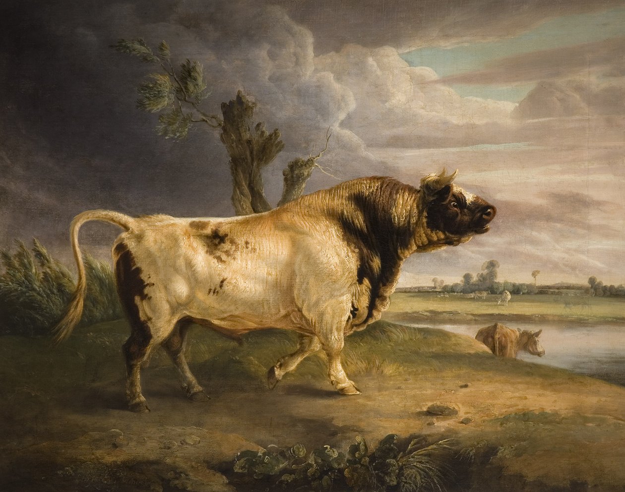 Un toro premiato da Edmund Bristow