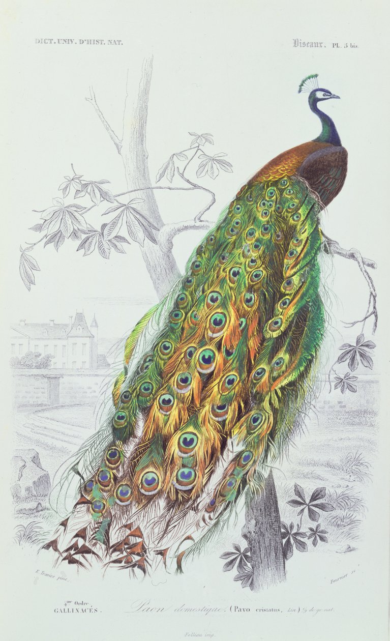 Il Pavone, illustrazione da 