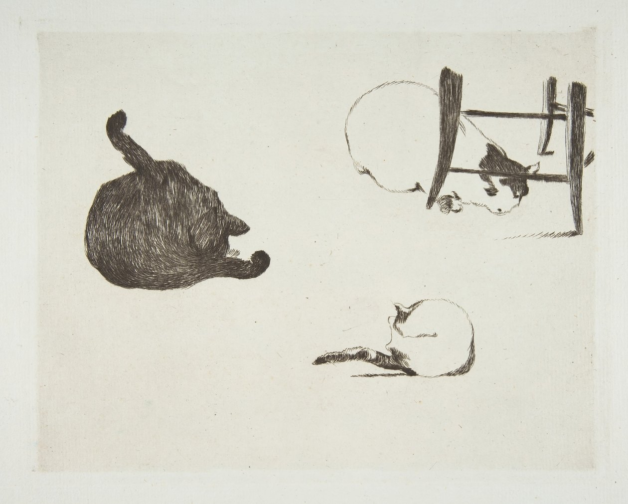 Gatti, 1868-69 da Édouard Manet