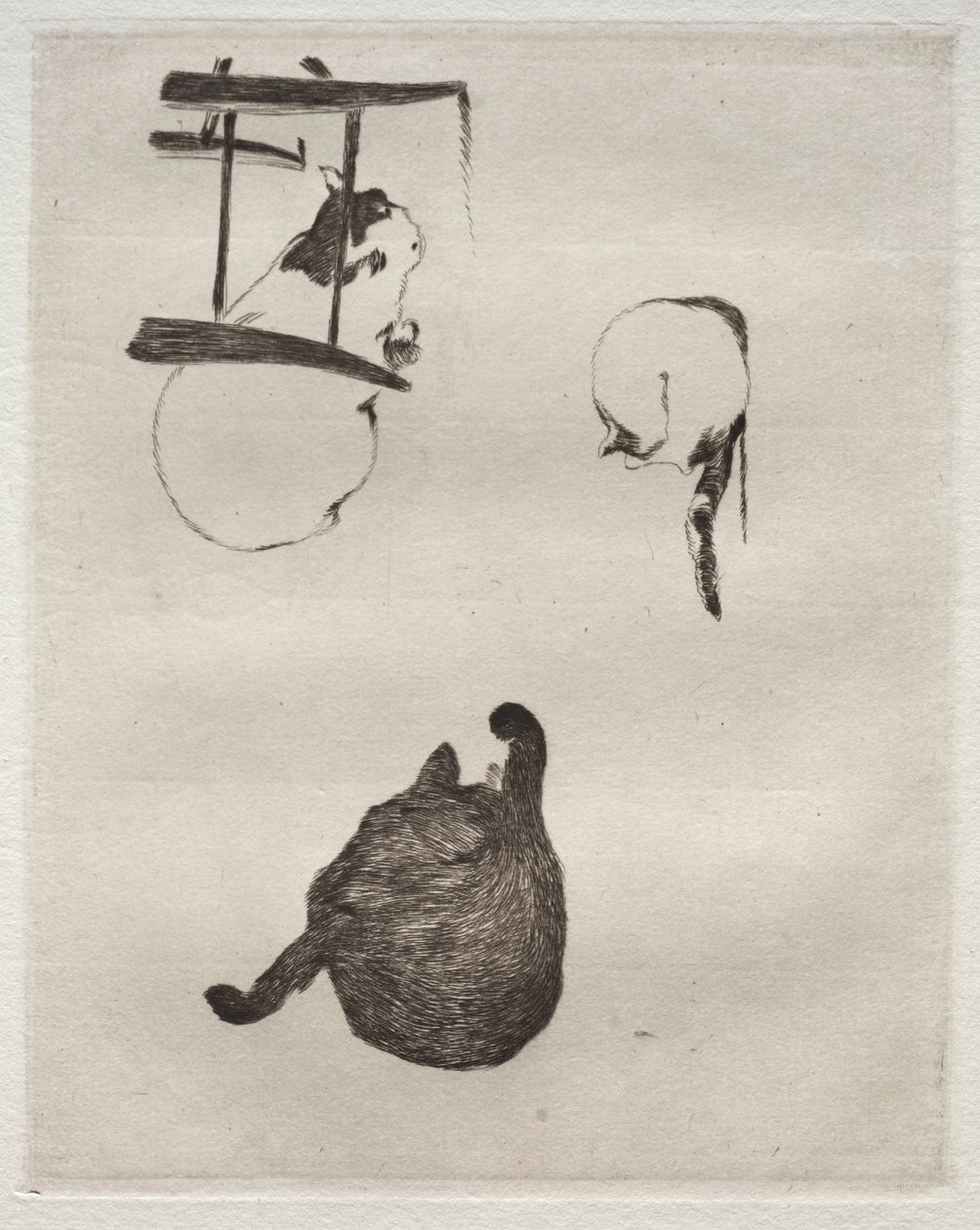 I gatti da Édouard Manet