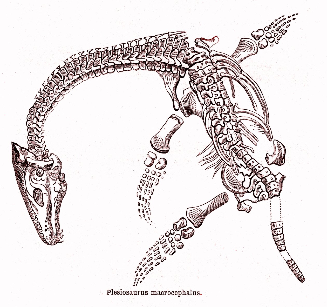 Plesiosaurus macrocephalus da Edouard Riou