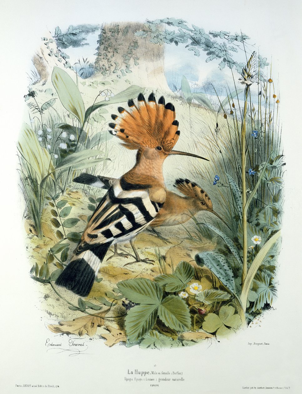 Upupa (Upupa Epops) da Edouard Travies