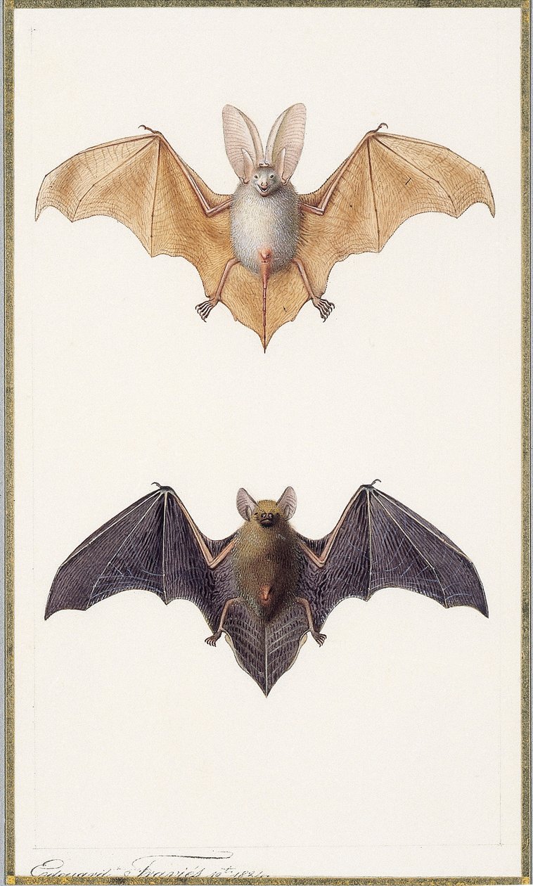 Pipistrello dalle lunghe orecchie e pipistrello comune da Edouard Travies