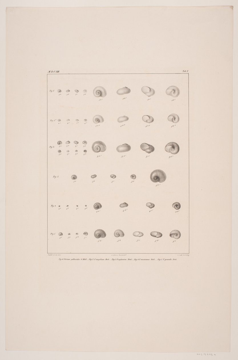 Collezione di conchiglie di Christian VIII, tavola I da Edvard Fortling
