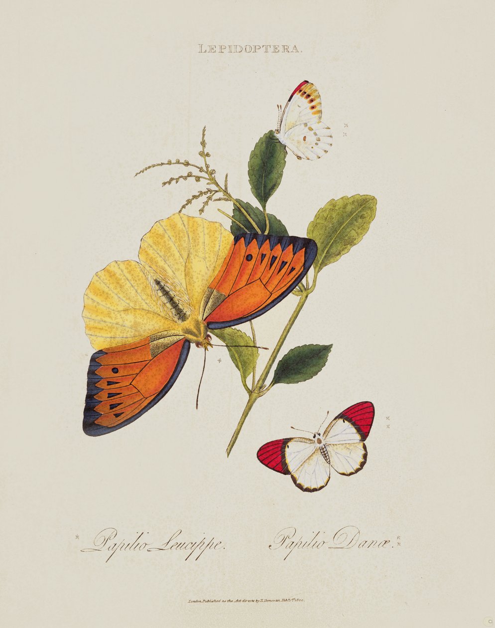 Farfalle: Papilio Leucippe; Papilio Danae, pub. dall