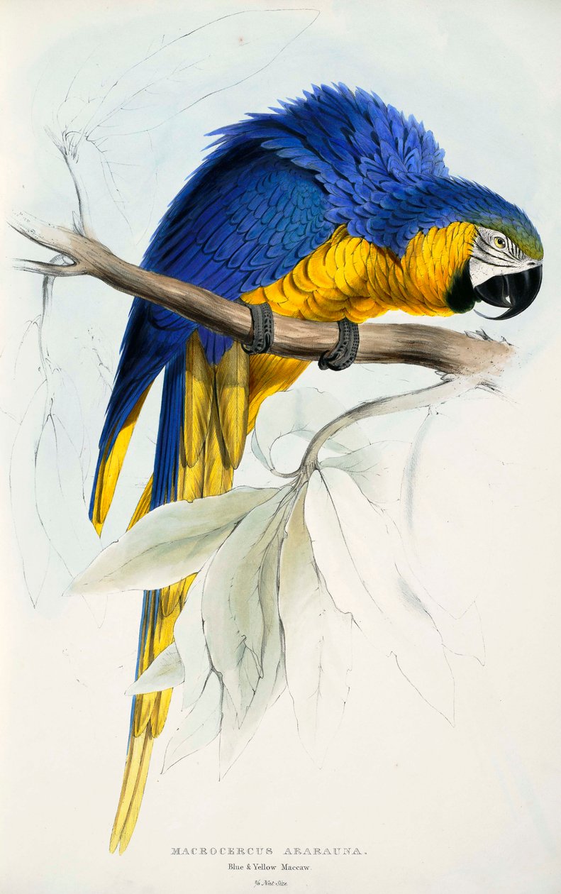 Ara ararauna da Edward Lear