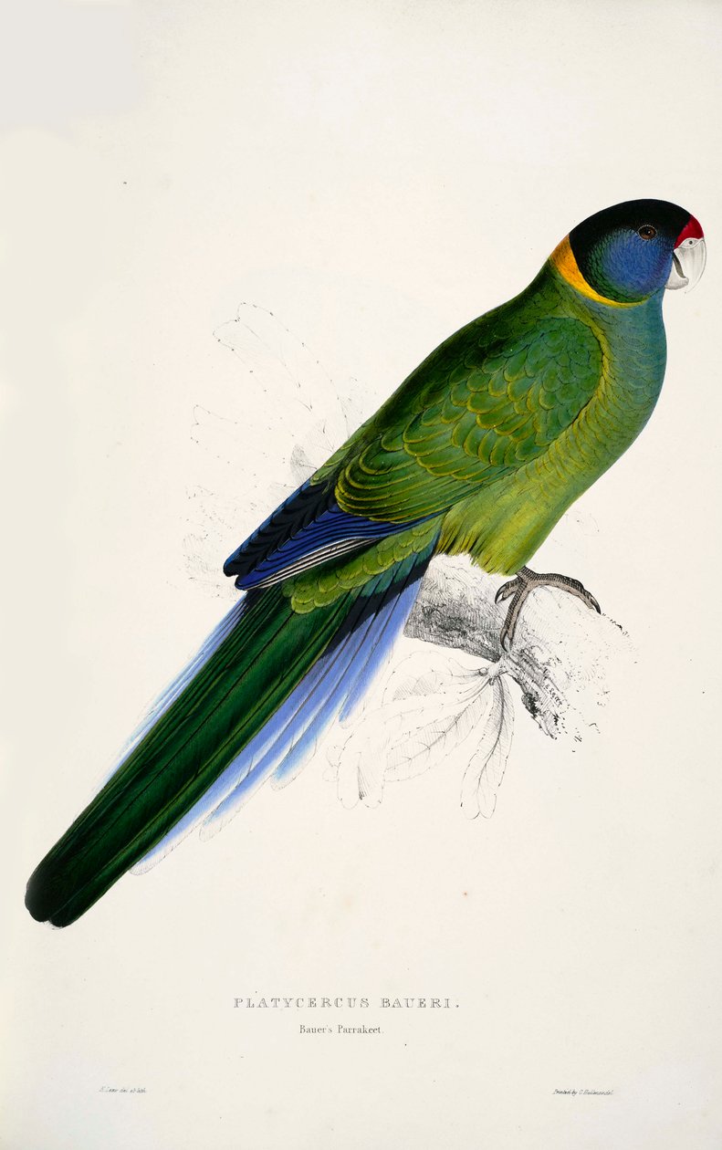 Barnardius zonarius da Edward Lear