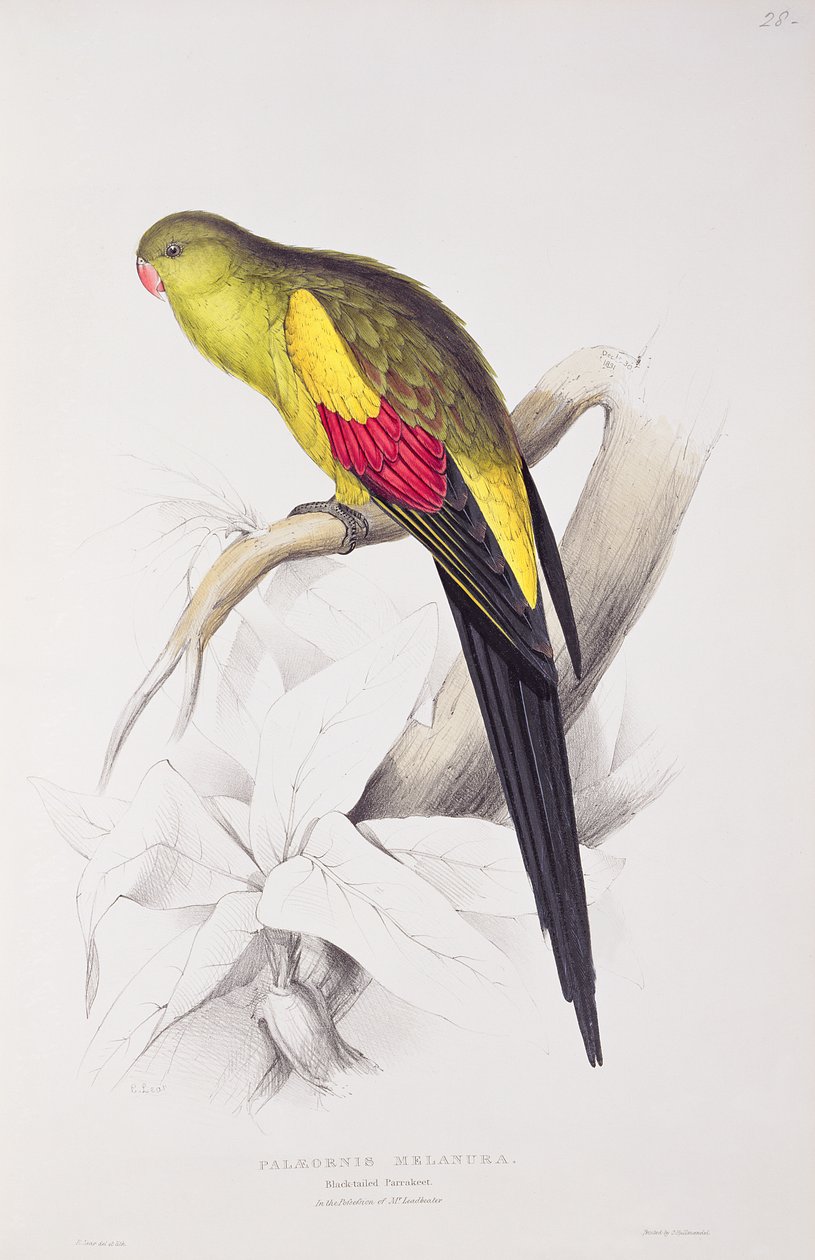 Parrocchetto dalla coda nera da Edward Lear