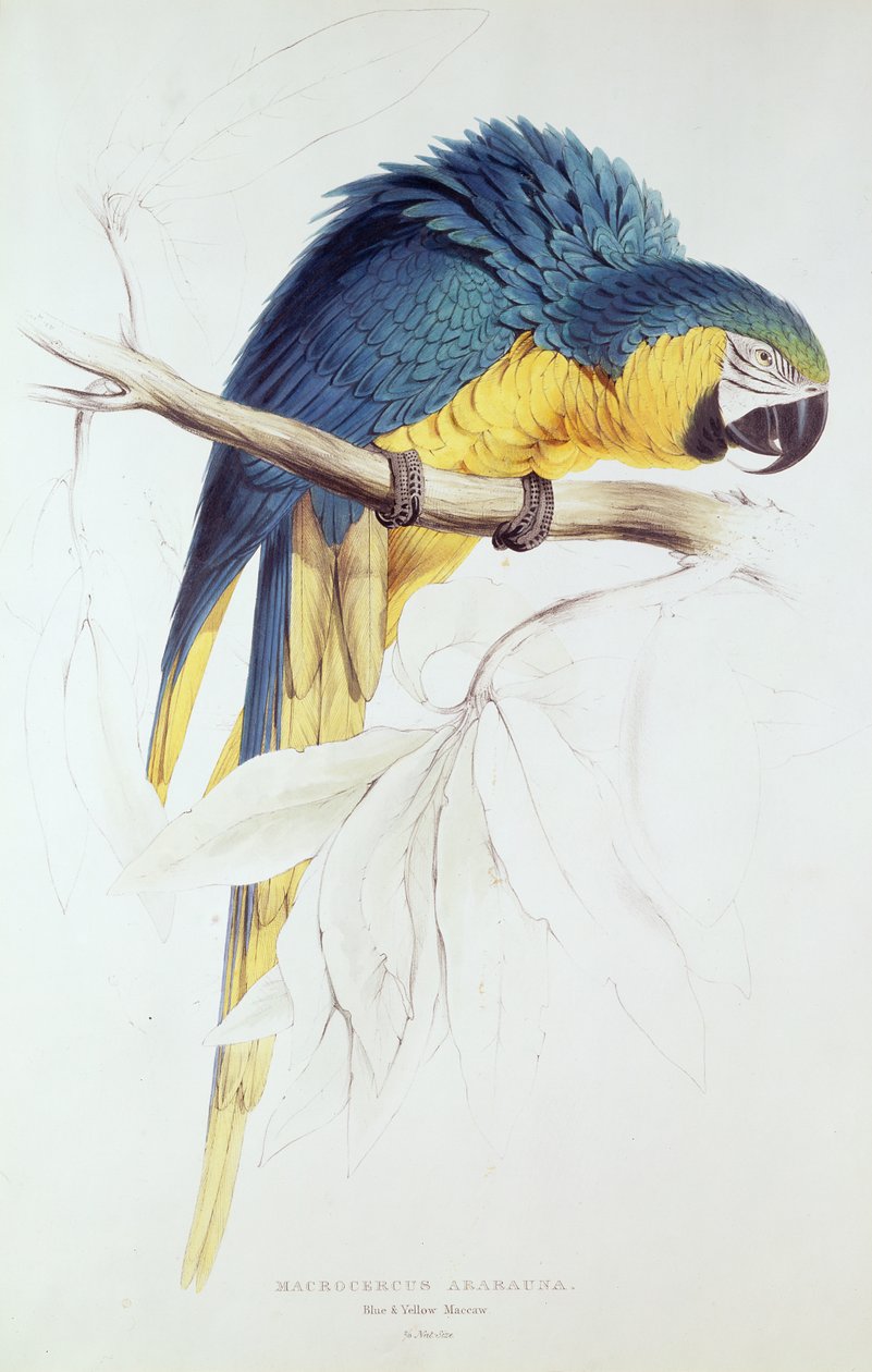 Ara blu e gialla da Edward Lear