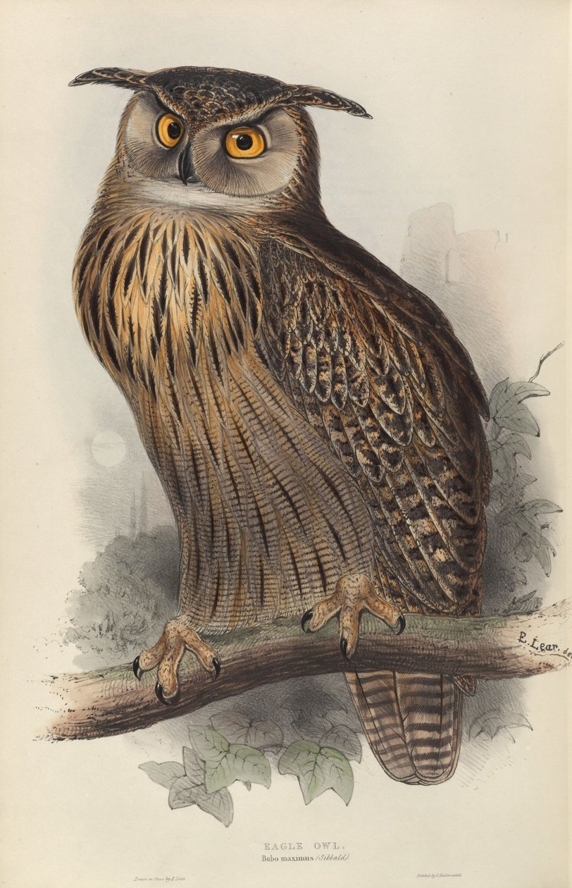 Bubo maximus da Edward Lear