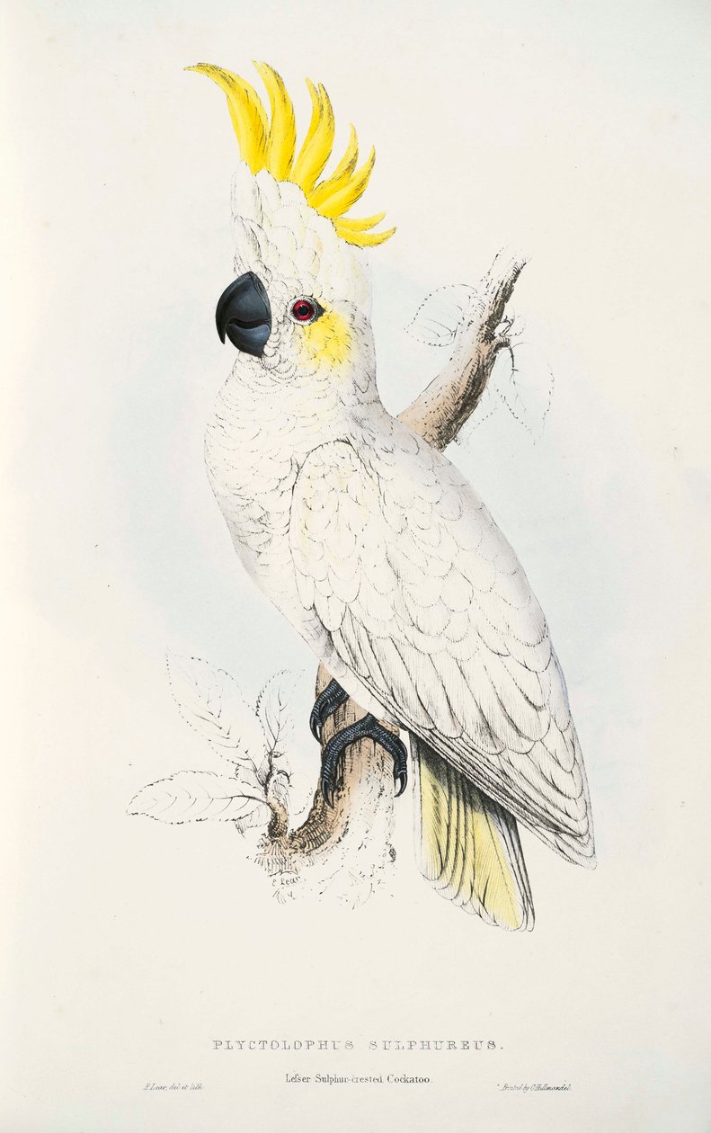 Cacatua sulphurea da Edward Lear
