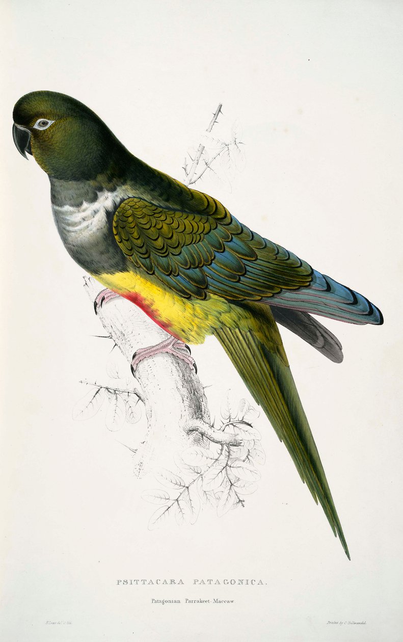 Cyanoliseus patagonus da Edward Lear