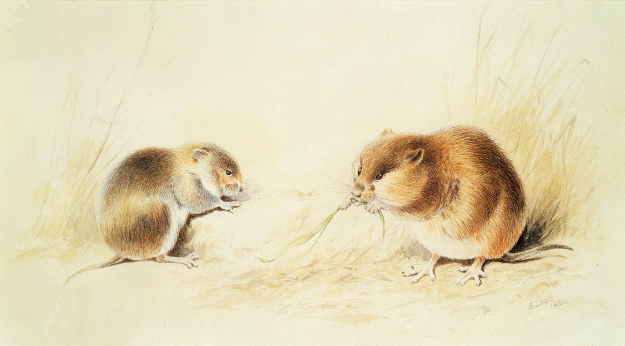 Ghiro da Edward Lear