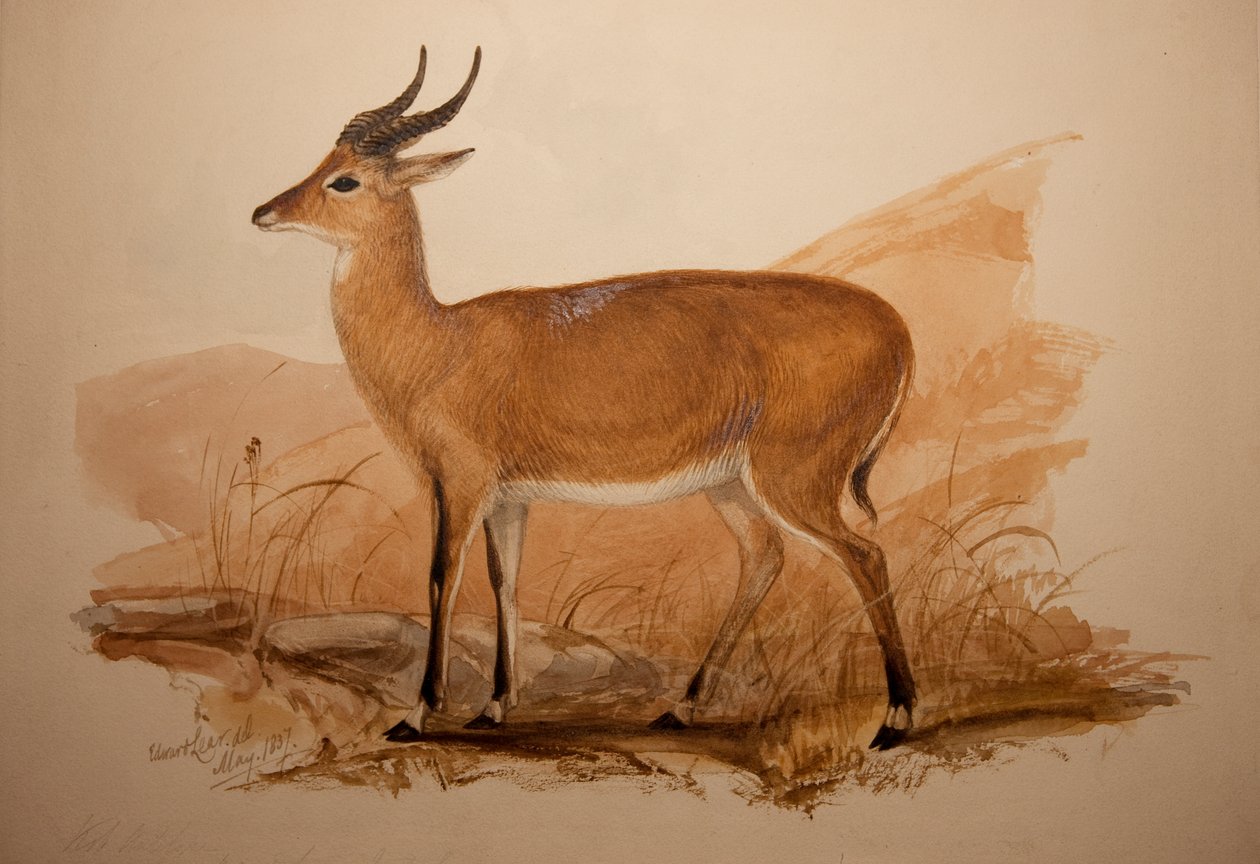 Antilope Kob, 1837 da Edward Lear