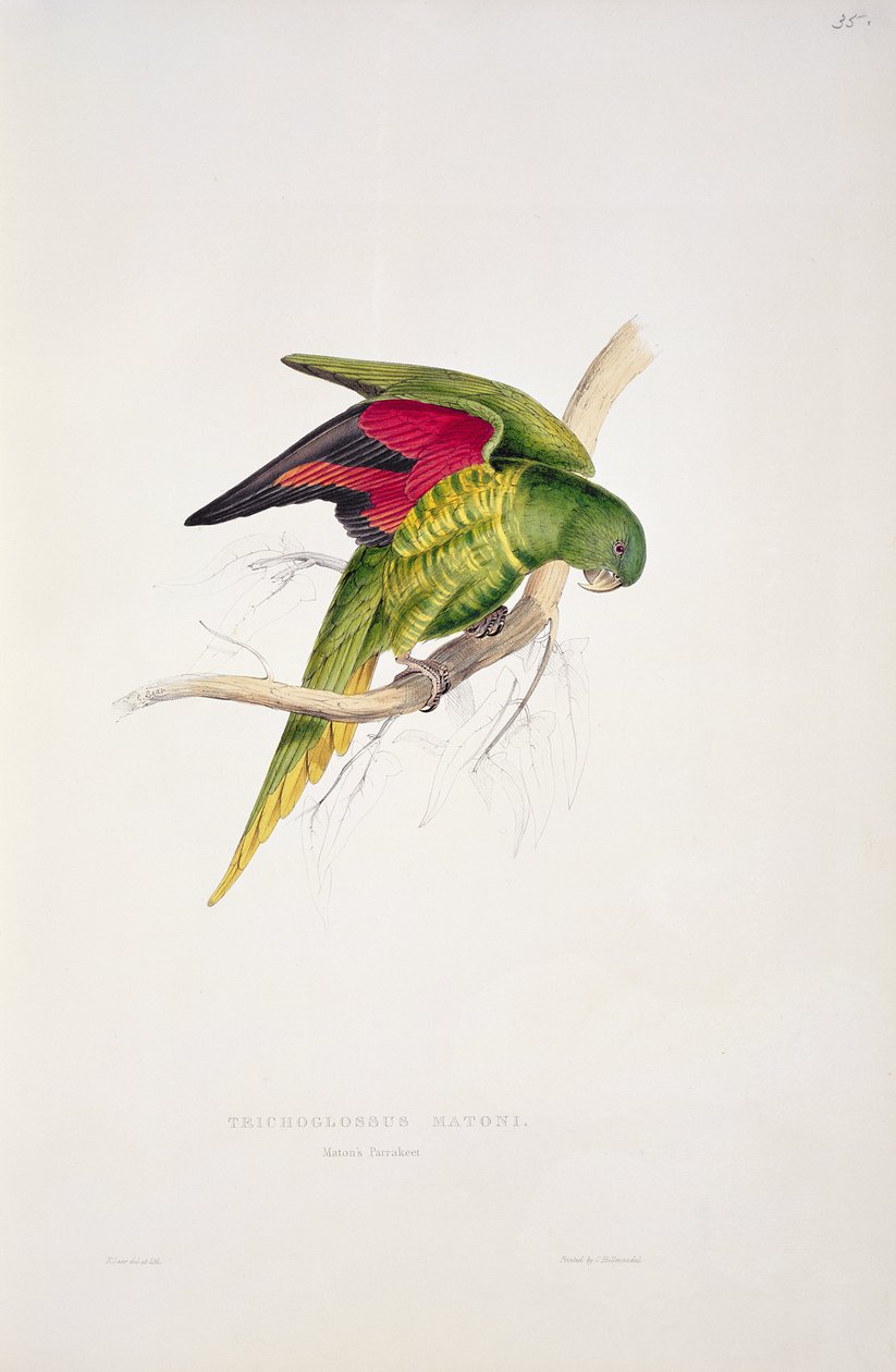 Il parrocchetto di Maton da Edward Lear