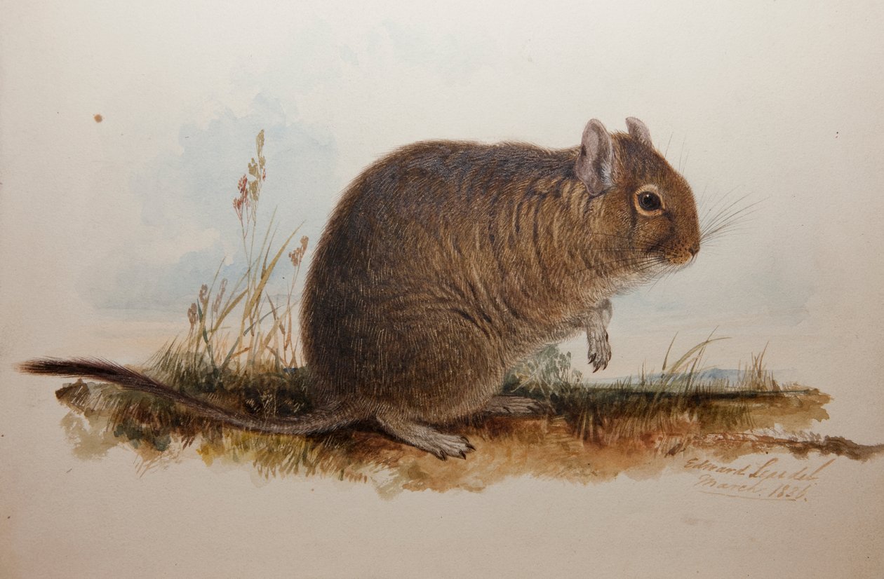 Octodon cumingii, 1836 da Edward Lear