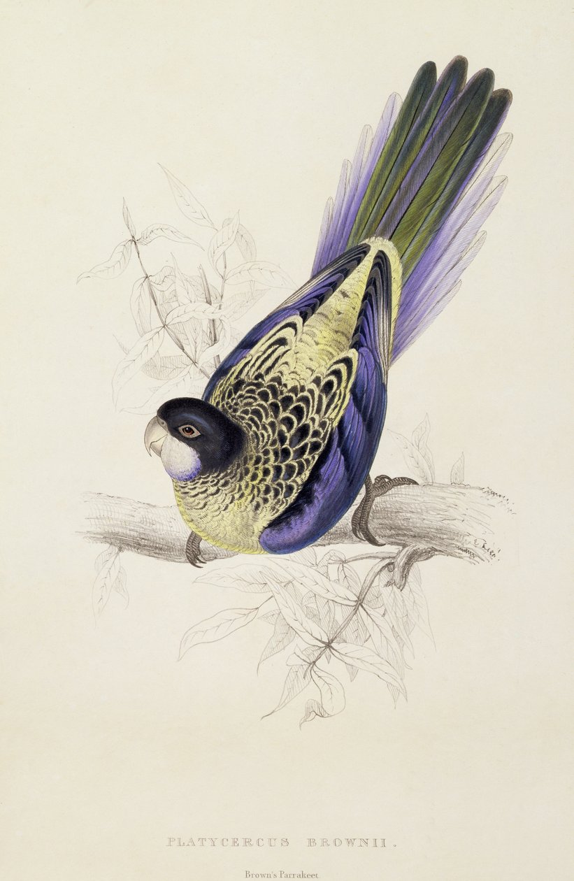 Platycercus Brownii, o Parrocchetto di Brown (Tavola 20), 1832 da Edward Lear