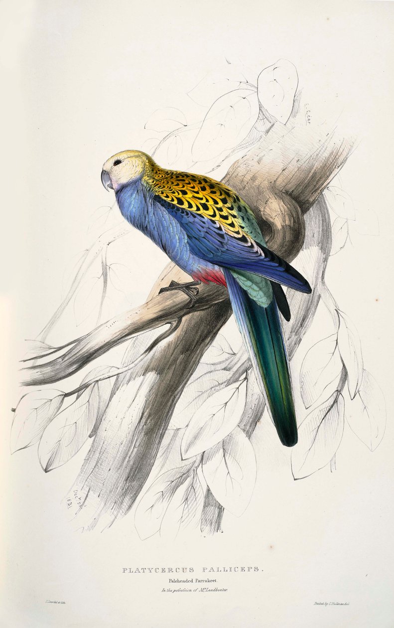 Platycercus adscitus da Edward Lear
