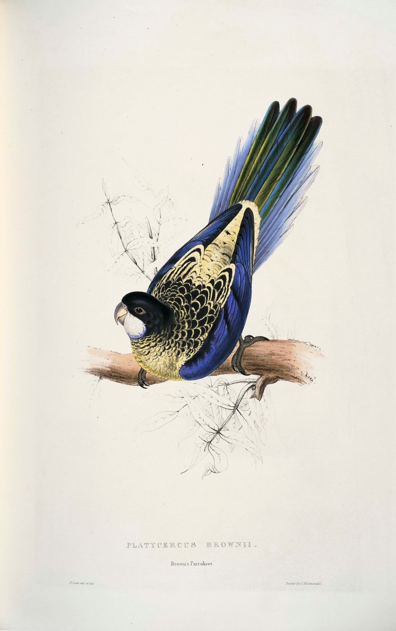 Platycercus venustus da Edward Lear