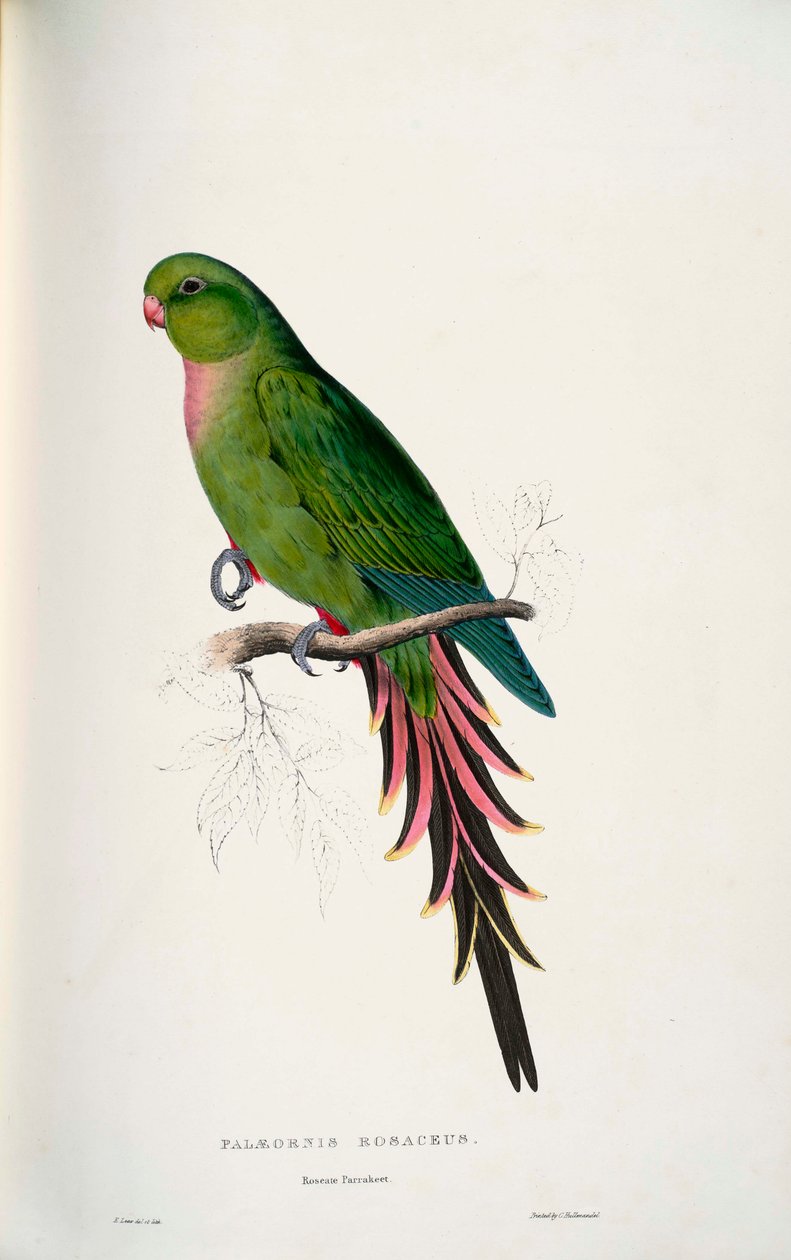 Polytelis alexandrae da Edward Lear